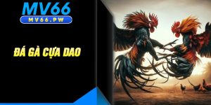 Đá Gà Cựa Dao