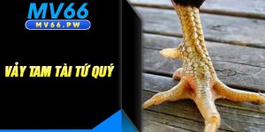 Vảy Tam Tài Tứ Quý